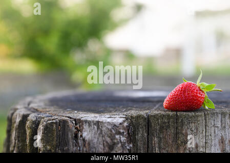 Des fraises fraîches se trouve sur oak stump, vue de côté, la copie de l'espace pour le texte. Des histoires sur la vie rurale en Ukraine Banque D'Images