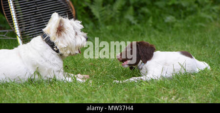 Un Épagneul Springer Anglais chiot âgé de 10 semaine socialise par réunion et jouant avec un West Highland Terrier. Banque D'Images