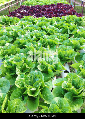 La culture biologique de légumes hydroponiques farm Banque D'Images