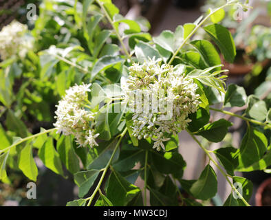 Persan séché, lime noire limu amani isolé sur fond blanc Banque D'Images