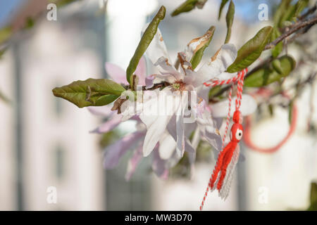 Martenisa dans une branche de fleur de Magnolia avec martenitsa octopus. Banque D'Images