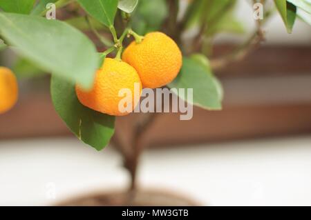 Deux mandarines dans un arbre, macro, selective focus Banque D'Images