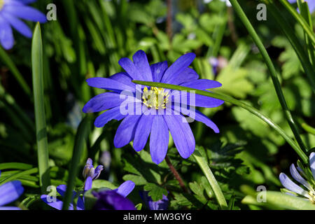 Fleur Anemone blanda (lampe, Ranunculaceae) dans un jardin au printemps (Suzanne's potager, Le Pas, Mayenne, Pays de la Loire, France. Banque D'Images