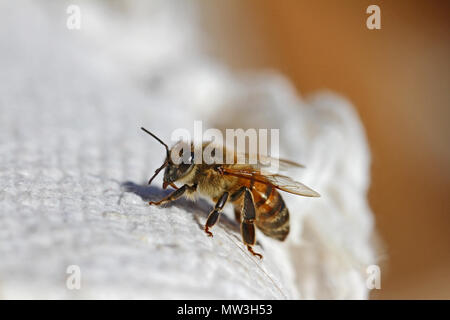 Abeille à miel ou abeille ouvrière gros plan extrême de l'Apis mellifera de ramper sur un linge blanc en Italie au printemps Banque D'Images