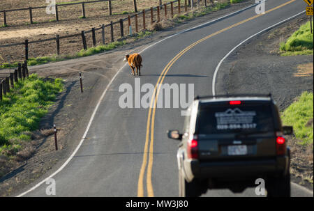 Un chauffeur rencontre une errance de vache sur la route et doit ralentir pour passer en toute sécurité Banque D'Images