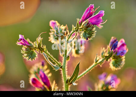 , Echium plantagineum fleurs BlueWeed Stellenbosch Western Cape Banque D'Images