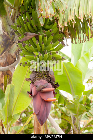 Cluster de maturation de bananes vertes natura floral background Banque D'Images