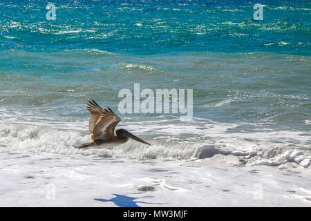 Bird flying over water Banque D'Images