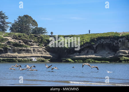 Volée d'oiseaux dans la région de Santa Cruz en Californie Banque D'Images