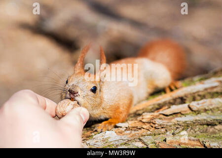 Close up d'adultes l'alimentation à la main faim mignon drôle moelleux aux noix écureuil dans une forêt. Danger d'être mordu. L'amitié de concept humaine et animale Banque D'Images