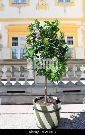 Lime Green tree fruits avec bain à remous en bois pousse dans Banque D'Images