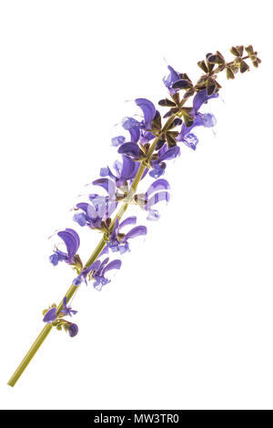 Meadow sauge (Salvia pratensis) isolated on white Banque D'Images