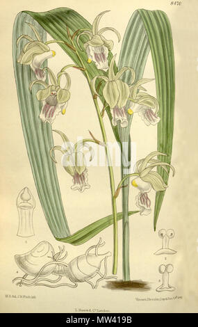 . Illustration d'Eulophia flavopurpurea (comme syn. Lissochilus andersonii) . 1912. M. S. del. (  = Matilda Smith, 1854-1926), J. N. Fitch lith. (  = John Nugent Fitch, 1840-1927) Description par R. A. Rolfe (1855-1921) 198 Eulophia flavopurpurea (comme Lissochilus andersonii) - Curtis' 138 (Ser. N° 4 8) pl. 8470 (1912) Banque D'Images