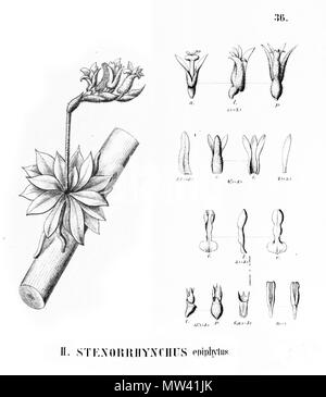 . Illustration de Lankesterella caespitosa (syn. Epiphytum Stenorrhynchos, écrit par Cogniaux comme epiphytus Stenorrhynchus) . 1895. Alfred Cogniaux (1841 - 1916) 359 Lankesterella caespitosa (syn. Epiphytum Stenorrhynchos) - découpe de Flora Brasiliensis 3-4-36-fig II Banque D'Images