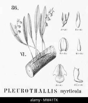 . Illustration de Pleurothallis . myrticola 1896. Alfred Cogniaux (1841 - 1916) 489 Pleurothallis myrticola - découpe de Flora Brasiliensis 3-4-86 fig VI Banque D'Images