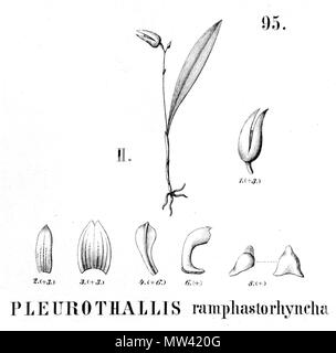 . Illustration de Specklinia ramphastorhyncha (syn. Ramphastorhyncha Pleurothallis) . 1896. Alfred Cogniaux (1841 - 1916) 568 Specklinia ramphastorhyncha ramphastorhyncha (comme Pleurothallis) - découpe de Flora Brasiliensis 3-4-95 fig II Banque D'Images