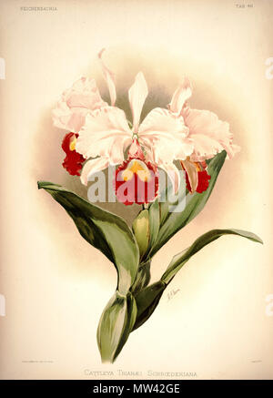 . Cattleya trianae . Entre 1888 et 1894. H. Sotheran & Co., London (éditeur) 220 Frederick Sander - Reichenbachia plaque 46 J (1888) - Cattleya trianae schroederiana Banque D'Images