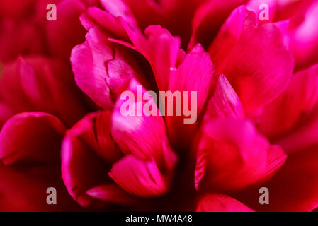 Close up au printemps pivoine fuchsia en fleurs Banque D'Images