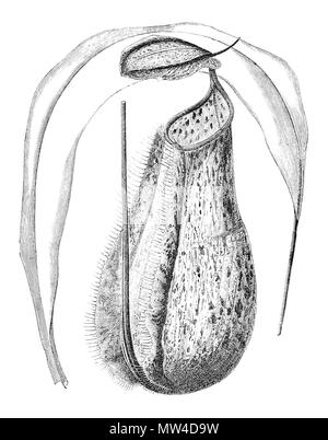 . Légende originale : 'Nepenthes x Dominii, le premier Nepenthes hybride, un croisement entre N. rafflesiana et probablement N. gracilis, produite en 1862, à l'Veitch nurseries. Reproduit à partir de Veitch's 'Nepenthes', Journée. Roy. Hort. Soc. Tome XXI, 2, p. 243, 1897." . 1897. Voir ci-dessus 440 Nepenthes x dominii Banque D'Images