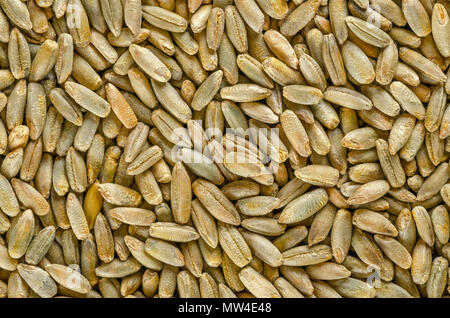 Grains de seigle, macro photo, à partir de ci-dessus. Secale cereale, céréales, cultures fourragères et couvrir. Membre de la tribu du blé. Utilisé pour la farine, du pain, de la bière, du whisky, de la vodka. Banque D'Images