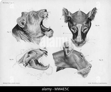 . À partir de la gravure anatomique animale Handbuch der pot der Tiere für Künstler" - Hermann Dittrich, illustrator. 1889 et 1911-1925. Wilhelm Ellenberger et Hermann Baum 373 anatomie Lion head Banque D'Images