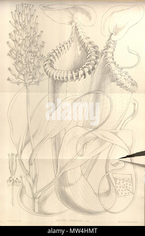 . Anglais : Nepenthes de transactions â€" de la Société linnéenne de Londres, tome 22 : t. 70 (1859) [W.H. Fitch] . 15 février 2013, 00:49:49. W.H. Fitch 440 Nepenthes - Transactions de l â€" la Société linnéenne de Londres (1859) Banque D'Images