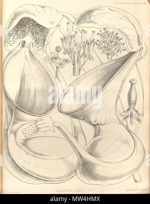 . Anglais : Nepenthes lowii de transactions de la Société linnéenne de Londres, tome 22 : t. 71 (1859) [W.H. Fitch] . 15 février 2013, 00:49:49. W.H. Nepenthes lowii 440 Fitch - Transactions de la Société linnéenne de Londres (1859) Banque D'Images