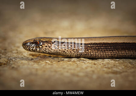 Libre de la slow worm ( Anguis colchica ) Banque D'Images