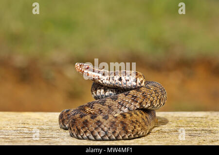 L'additionneur européen commun se prélassent sur planche de bois ( Vipera berus ) Banque D'Images