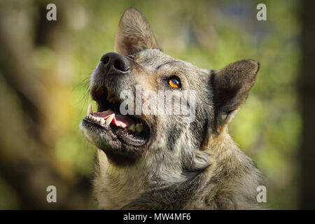Portrait de chien curieux mignon sur des problèmes de mise au point, l'arrière-plan flou d'image avec Banque D'Images