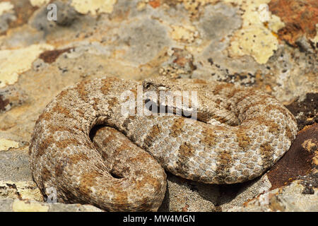 Vipère, pleine longueur animal sauvage ; c'est le serpent venimeux d'Europe les plus rares, Vipera lebetina schweizeri Banque D'Images