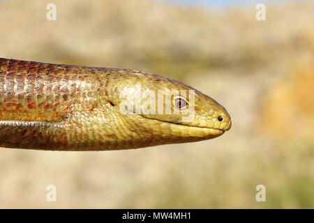 Portrait d'un homme sheltopusik dans la saison d'accouplement ( Pseudopus apodus ) Banque D'Images