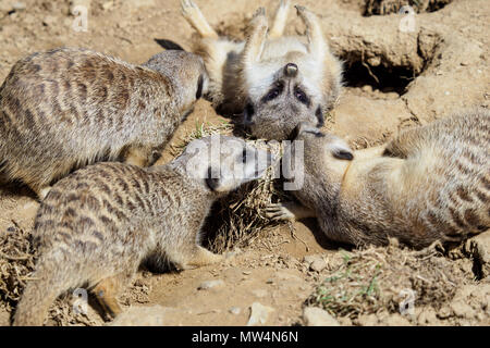 Meerkat ou suricate (Suricata suricatta) famille Banque D'Images