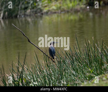 Le héron vert perché au bord d'un lac à Cuba Banque D'Images