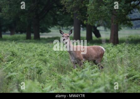 Cerfs sauvages au parc Richmond Banque D'Images