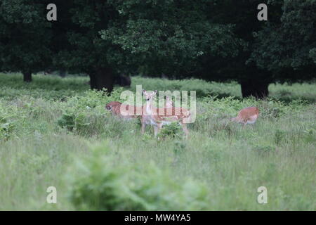 Cerfs sauvages au parc Richmond Banque D'Images