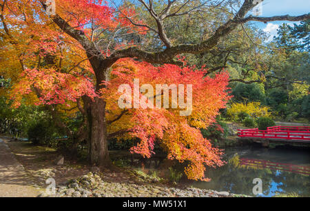 La ville de Nara, Japon , Couleurs d'automne Banque D'Images