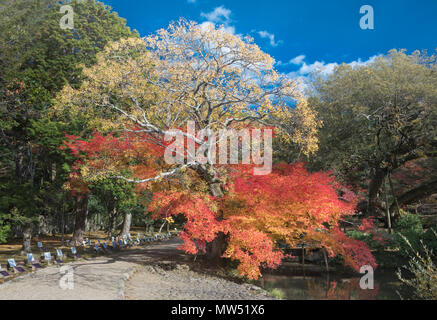 La ville de Nara, Japon , Couleurs d'automne Banque D'Images