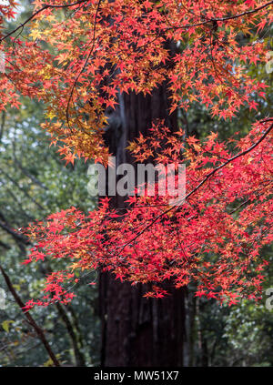 La ville de Nara, Japon , Couleurs d'automne Banque D'Images