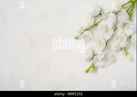 Fleurs Platycodon grandiflorus isolé sur fond blanc Banque D'Images