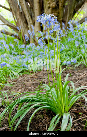 Gros plan sur une délicate bluebell culture des fleurs à la base d'un noisetier au printemps, Carbrook Ravin Nature Reserve, Sheffield UK Banque D'Images