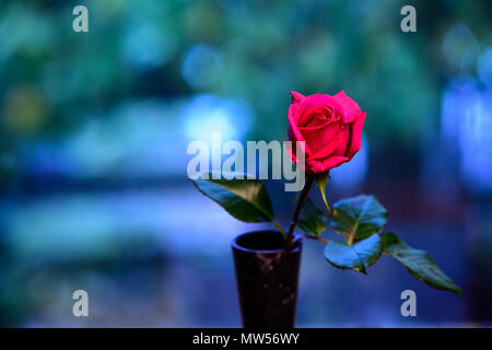 La rose rouge classique Banque D'Images