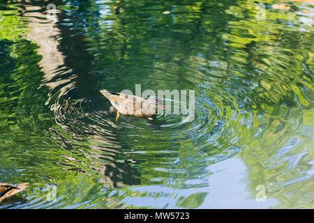 Petit Canard de Canard colvert nage dans l'étang d'été Banque D'Images