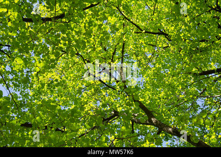 Feuilles vert frais de tilleul sur un jour de printemps ensoleillé. L'arrière-plan. La texture. Banque D'Images