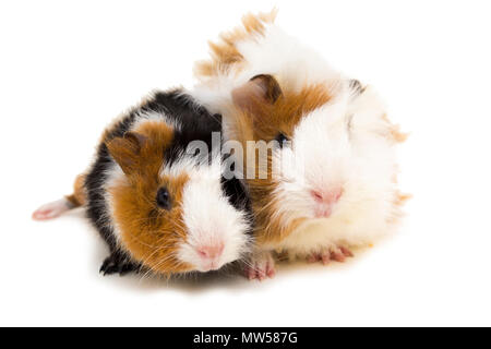 Deux petits cochons d'isolated on white Banque D'Images