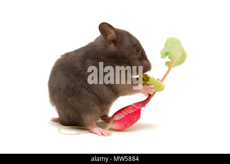 Les petits radis manger hamster de Syrie Banque D'Images
