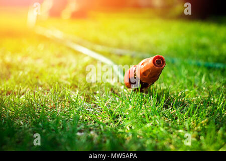 L'arrosage des plantes dans le jardin, irriguer le sol. Travaux de jardinage. L'homme est l'arrosage des plantes dans le jardin. Vue sur un tuyau de jardin et un arbre couché Banque D'Images