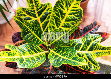 Belles feuilles de Croton's Home Plante. Codiaeum variegatum. Plante avec des feuilles à rayures Banque D'Images