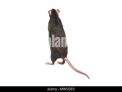 Rat gris debout sur ses pattes sur fond blanc Banque D'Images