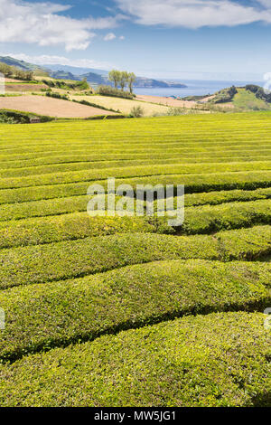 Les champs de thé vert sur l'île de São Miguel Banque D'Images